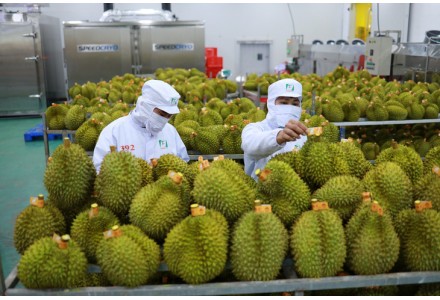 Trung Quốc, Nhật tăng mua nông sản từ Việt Nam
