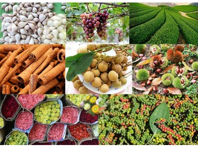 [TOP 15] Các loại nông sản Việt Nam nổi tiếng được thế giới ưa chuộng