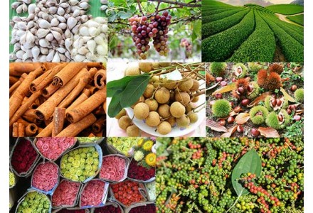 Các loại nông sản Việt Nam nổi tiếng được thế giới ưa chuộng